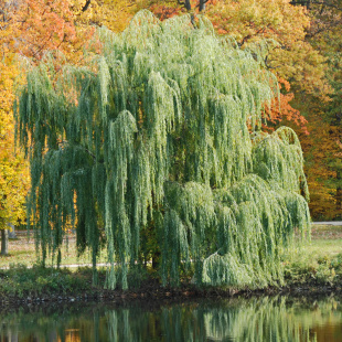Ива росистая (Salix rorida)