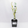 Ива росистая (Salix rorida) можно купить недорого с доставкой в питомнике Любвитский