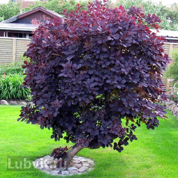 Скумпия Роял Перпл (Royal Purple) купить с доставкой