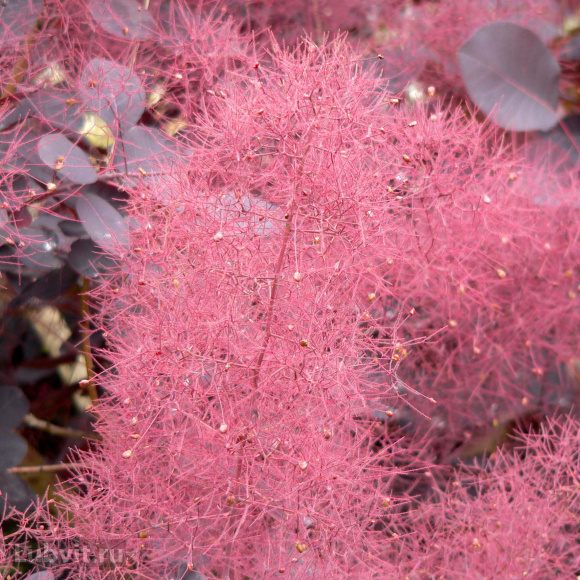 Скумпия Роял Перпл (Royal Purple) купить с доставкой