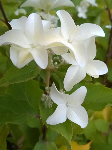 Гортензия Мэджикал Старлайт (Magical Starlight) метельчатая купить с доставкой