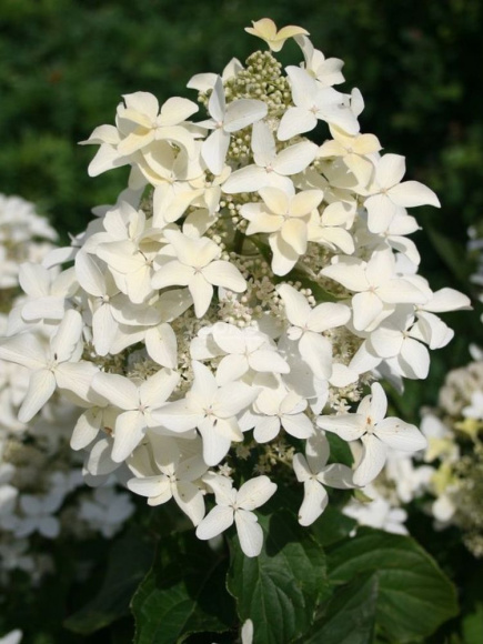 Гортензия Мэджикал Старлайт (Magical Starlight) метельчатая купить с доставкой