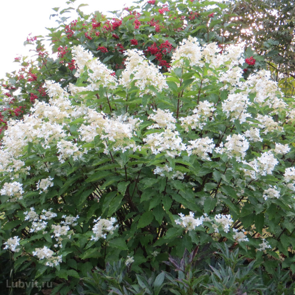 Гортензия Мэджикал Старлайт (Magical Starlight) метельчатая купить с доставкой Гортензия Мэджикал Старлайт (Magical Starlight) метельчатая купить с доставкой