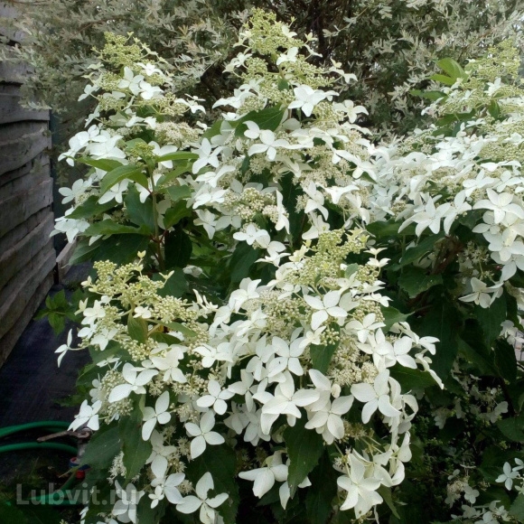 Гортензия Мэджикал Старлайт (Magical Starlight) метельчатая купить с доставкой Гортензия Мэджикал Старлайт (Magical Starlight) метельчатая купить с доставкой