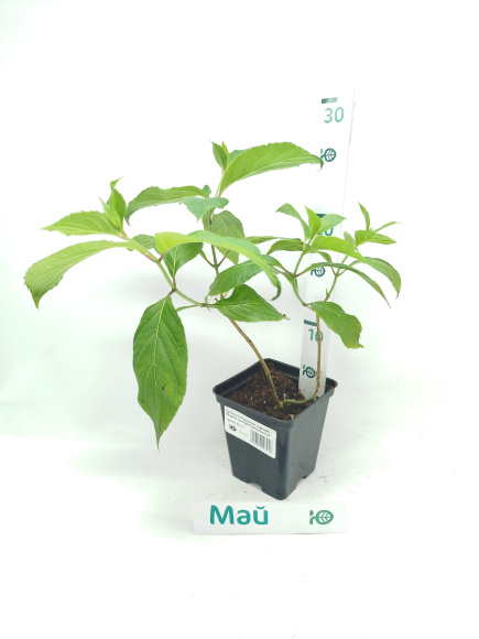 Гортензия Мэджикал Старлайт (Magical Starlight) метельчатая купить с доставкой Гортензия Мэджикал Старлайт (Magical Starlight) метельчатая купить с доставкой