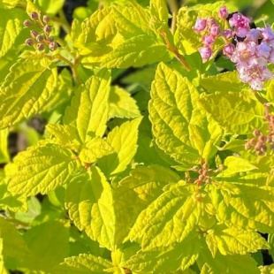 Спирея Голден Карл (Golden Karol) Спирея Голден Карл (Golden Karol)