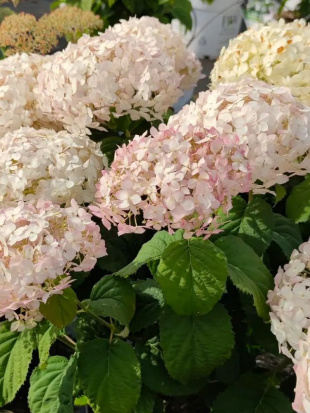 Гортензия Белла Рагацца Бланшетта (Bella Ragazza Blanchetta) древовидная