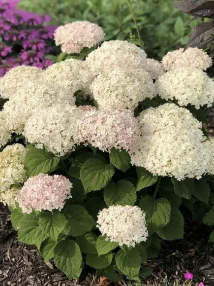 Гортензия Белла Рагацца Бланшетта (Bella Ragazza Blanchetta) древовидная купить с доставкой