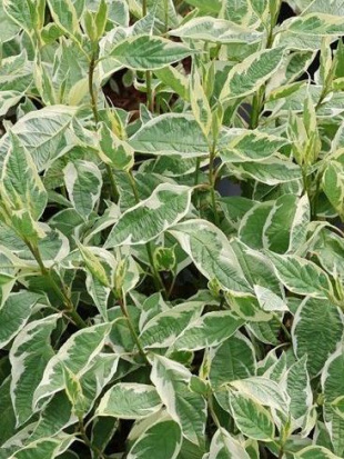 Дерен Айвори Хало (Ivory Halo)