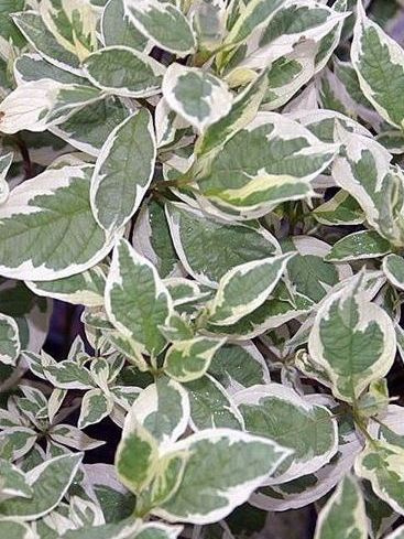 Дерен Айвори Хало (Ivory Halo) купить с доставкой