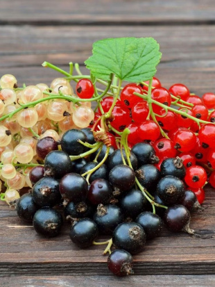 Смородина Ассортимент Смородина Ассортимент