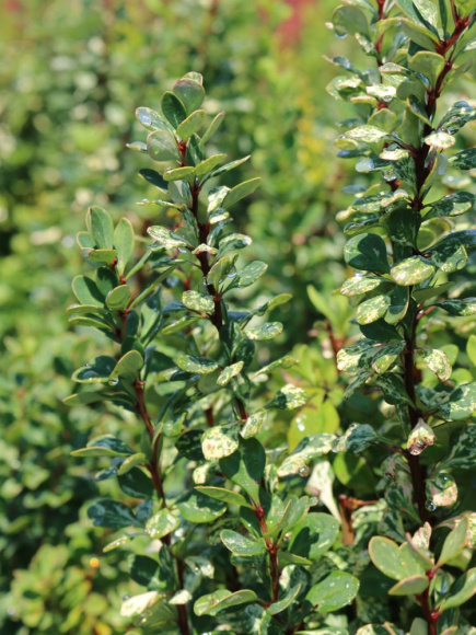 Барбарис Пау Вау (Powwow) купить с доставкой