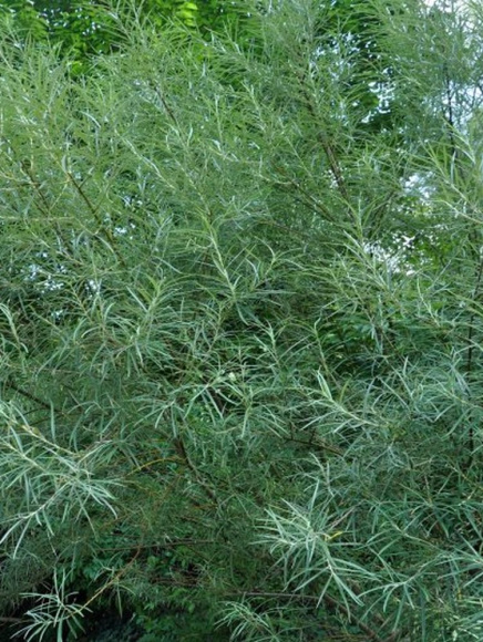 Ива Прутовидная купить с доставкой