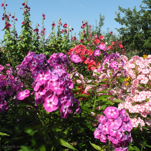 Флокс Заветное желание купить с доставкой