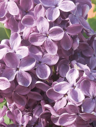 Сирень День Победы