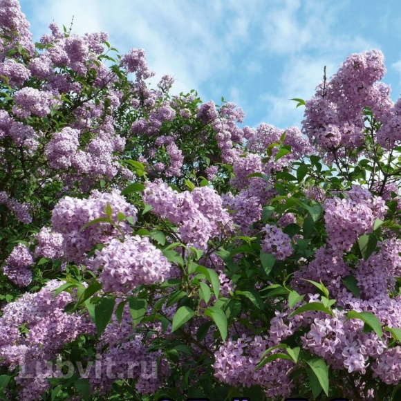Сирень День Победы купить с доставкой Сирень День Победы купить с доставкой