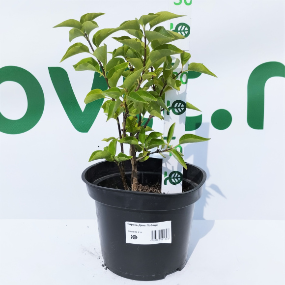 Сирень День Победы купить с доставкой Сирень День Победы купить с доставкой