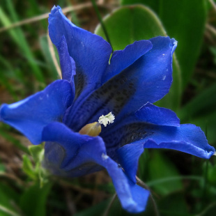 Горечавка Корона (Corona)