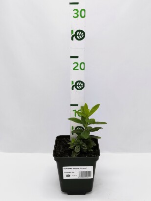 Горечавка Корона (Corona) Горечавка Корона (Corona)