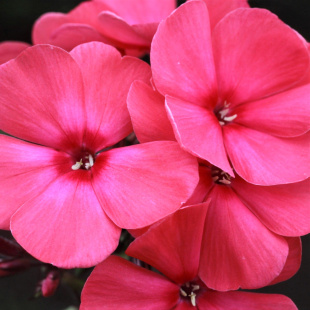 Флокс Маргарита