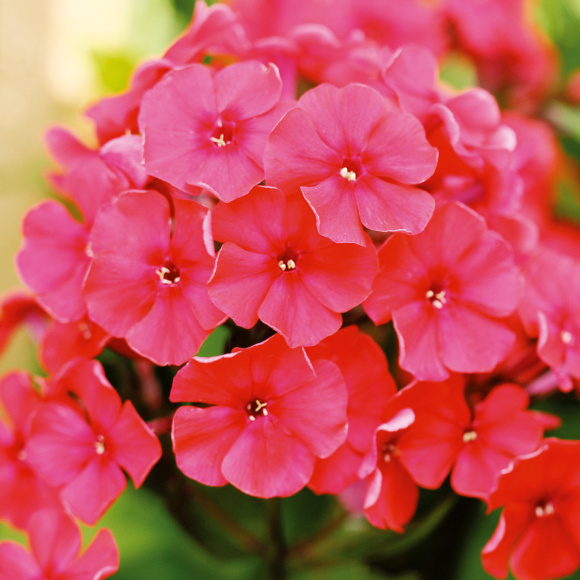 Флокс Маргарита купить с доставкой Флокс Маргарита купить с доставкой