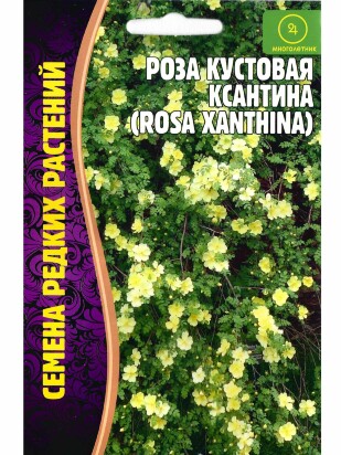 Роза кустовая Ксантина [Семена редких растений]