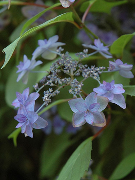 Гортензия Мияма-яэ-мурасаки (Miyama-yae-murasaki) пильчатая купить с доставкой