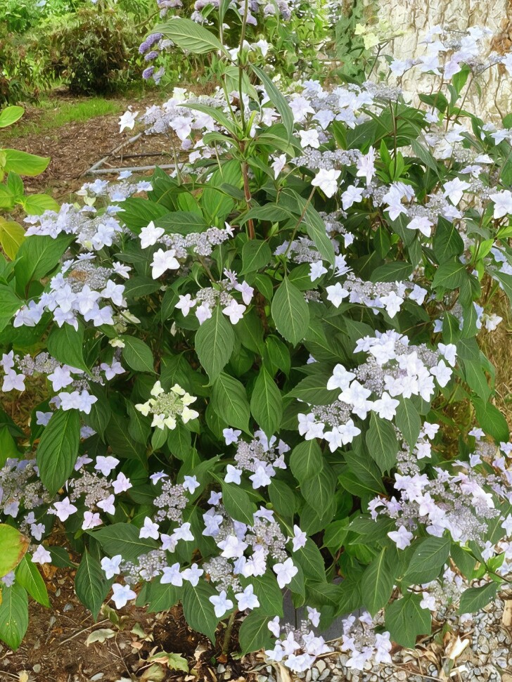 Гортензия Мияма-яэ-мурасаки (Miyama-yae-murasaki) пильчатая купить с доставкой Гортензия Мияма-яэ-мурасаки (Miyama-yae-murasaki) пильчатая купить с доставкой