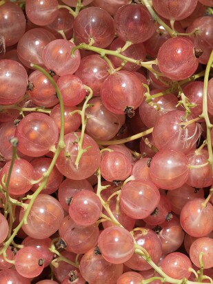 Смородина Голландская Розовая Смородина Голландская Розовая