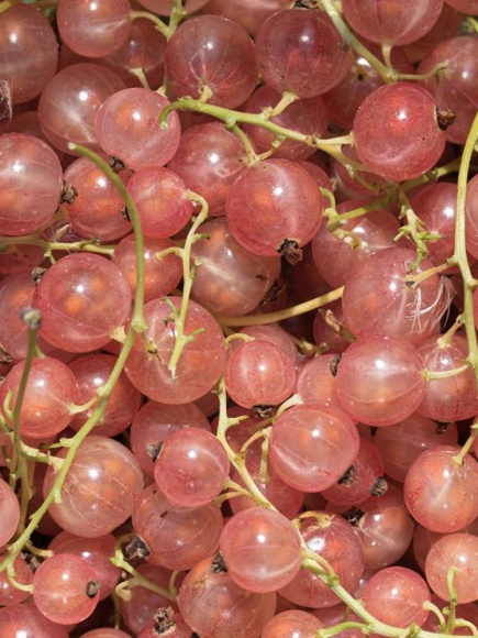 Смородина розовая Голландская Розовая купить с доставкой