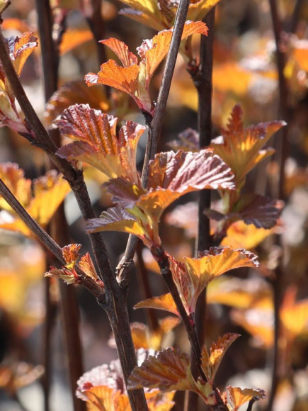 Пузыреплодник Андре (Andre) купить с доставкой