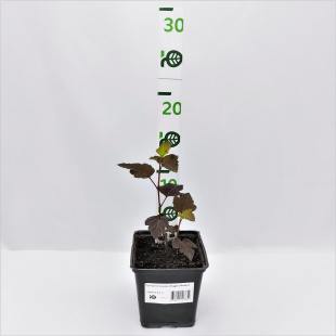 Пузыреплодник Андре (Andre)