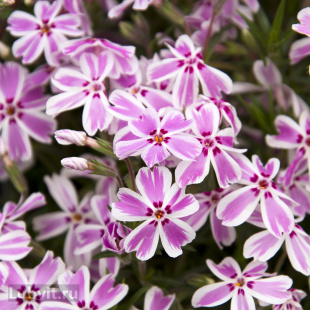 Флокс шиловидный Кимоно (Kimono)