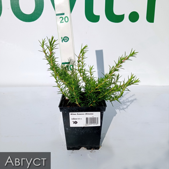 Флокс шиловидный Кимоно (Kimono) купить с доставкой