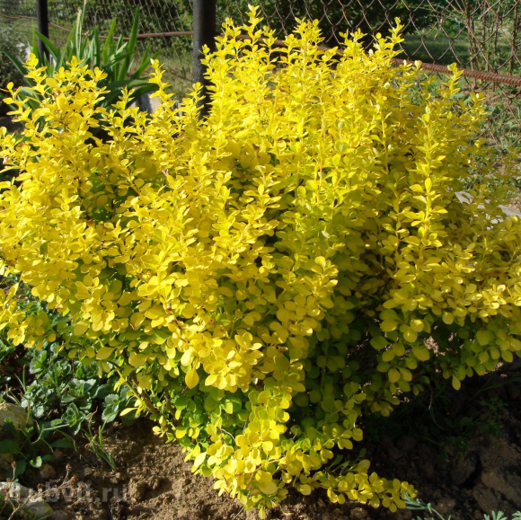 Барбарис Ассортимент купить с доставкой