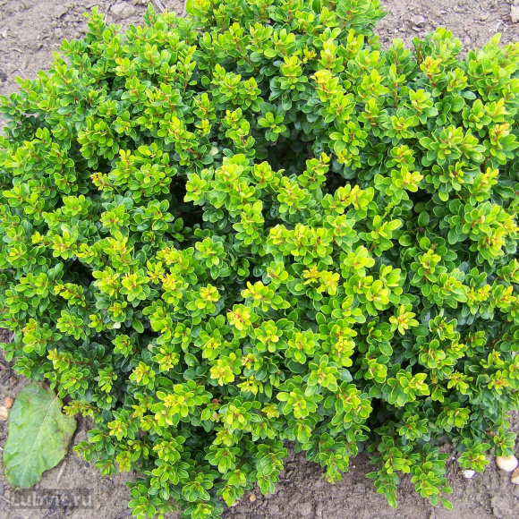 Барбарис Ассортимент купить с доставкой