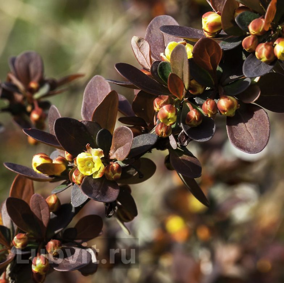 Барбарис Ассортимент купить с доставкой
