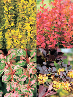 Барбарис Ассортимент