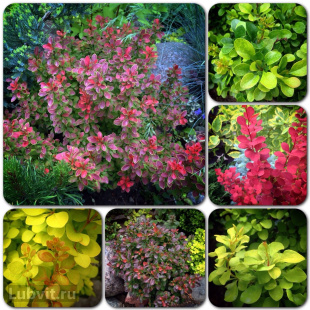 Барбарис Ассортимент