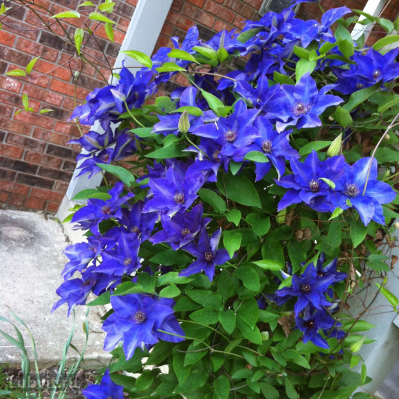 Клематис Президент (The President) купить с доставкой