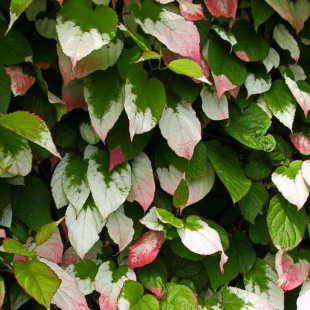 Актинидия Фестивальный (муж)