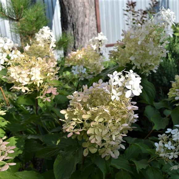 Гортензия Долли (Dolly) метельчатая купить с доставкой Гортензия Долли (Dolly) метельчатая купить с доставкой