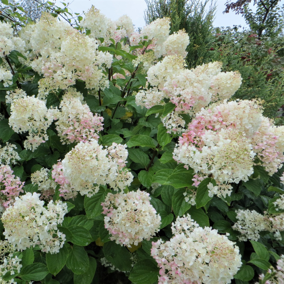 Гортензия Долли (Dolly) метельчатая купить с доставкой Гортензия Долли (Dolly) метельчатая купить с доставкой