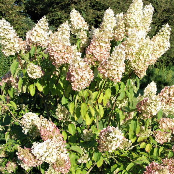 Гортензия Долли (Dolly) метельчатая купить с доставкой Гортензия Долли (Dolly) метельчатая купить с доставкой