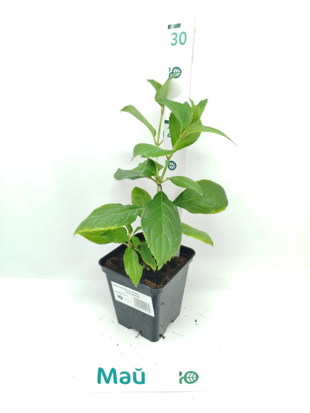 Гортензия Долли (Dolly) метельчатая купить с доставкой Гортензия Долли (Dolly) метельчатая купить с доставкой