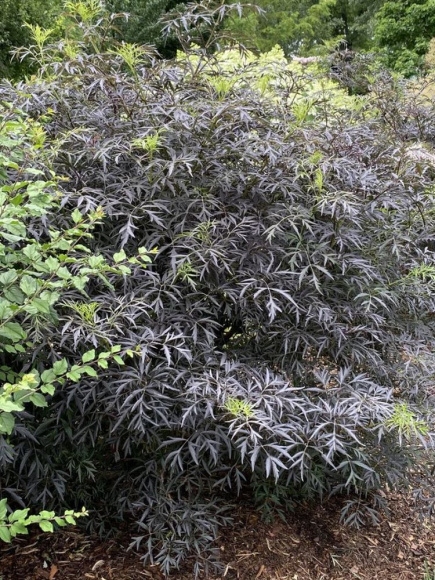 Бузина Блэк Лейс (Black Lase) купить с доставкой