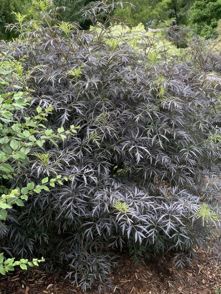 Бузина Блэк Лейс (Black Lase) купить с доставкой