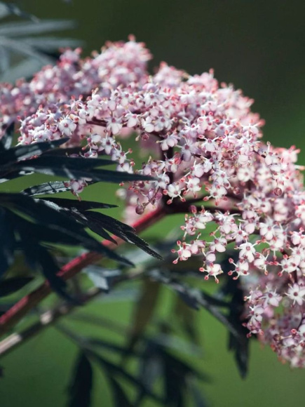 Бузина Блэк Лейс (Black Lase) купить с доставкой