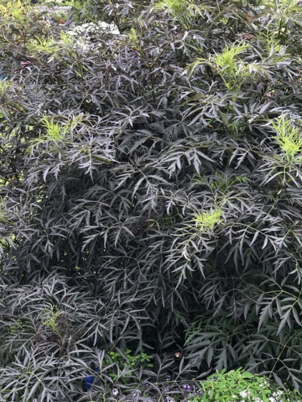 Бузина Блэк Лейс (Black Lase) купить с доставкой