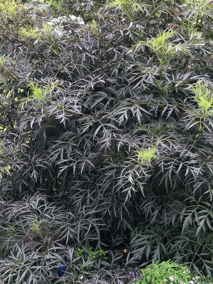 Бузина Блэк Лейс (Black Lase) купить с доставкой
